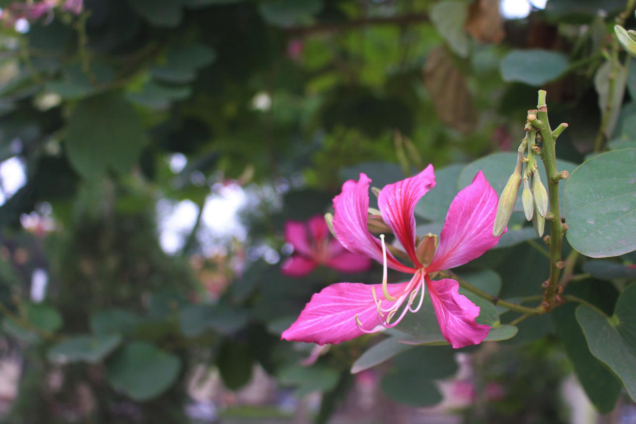 Nhiều khoảnh trời Hà Nội rạo rực màu tím hoa ban